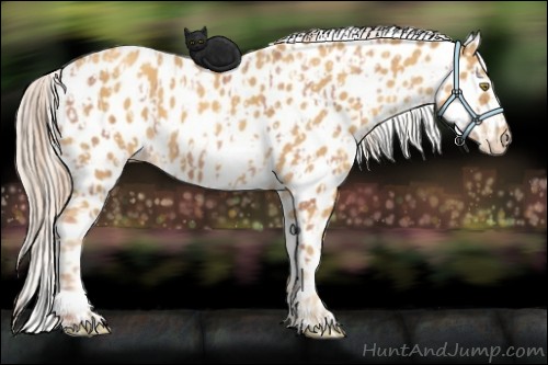 Horse Color:Gold Champagne Appaloosa and Gold Cream Champagne Appaloosa