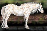 Horse Color:Gold Champagne Appaloosa  and Gold Cream Champagne Appaloosa 