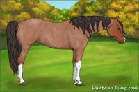Horse Color:Bay Roan 
