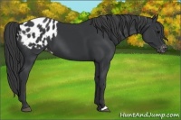 Horse Color:Black Appaloosa 