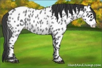Horse Color:Blue Roan Near Leopard 