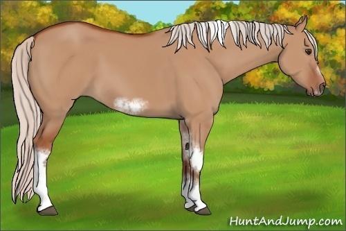 Horse Color:Silver Bay Dun Sabino Tobiano Frame Rabicano