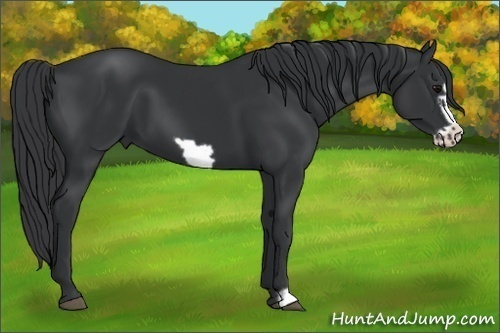 Horse Color:Black Frame 