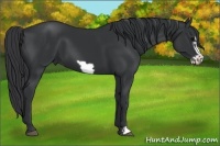 Horse Color:Black Frame 