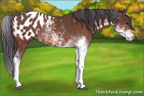Horse Color:Bay Sabino Blanket Rabicano 