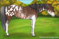 Horse Color:Bay Sabino Blanket Rabicano