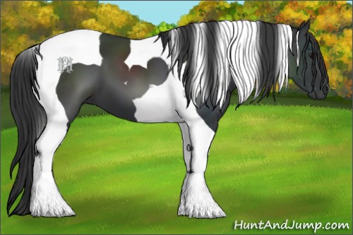 Horse Color:Black Tobiano 