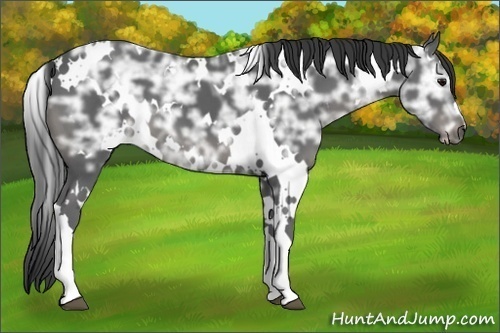 Horse Color:White Spotted Black Ice 