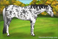 Horse Color:White Spotted Black Ice 