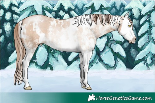 Horse Color:White Spotted Brown Pearl Dun Sabino Splash 
