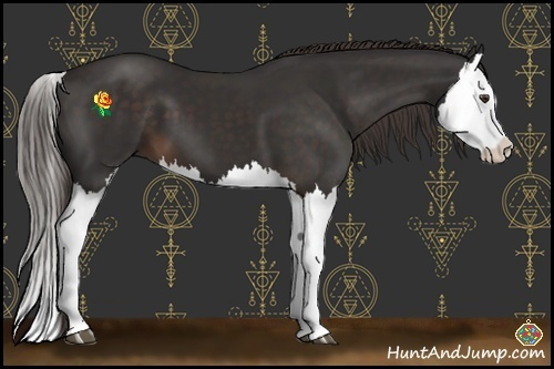 Horse Color:Liver Chestnut Splash 
