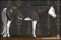 Horse Color:Liver Chestnut Splash