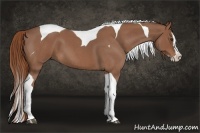 Horse Color:Red Roan Splash Tobiano 