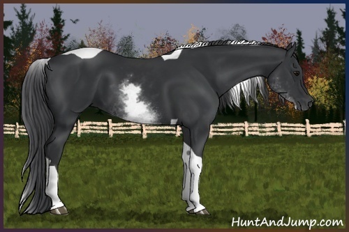 Horse Color:White Spotted Black Tobiano