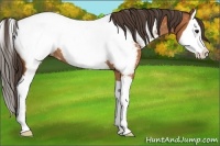 Horse Color:Bay Splash Near Fewspot 