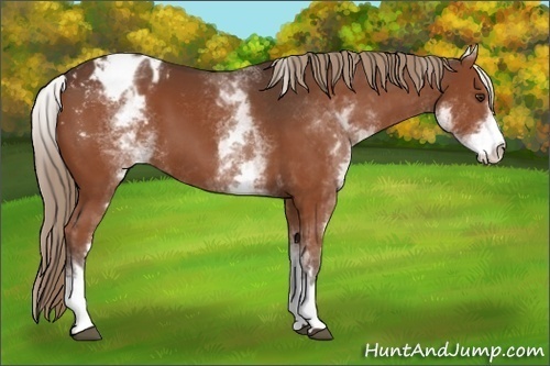 Horse Color:White Spotted Liver Chestnut Appaloosa
