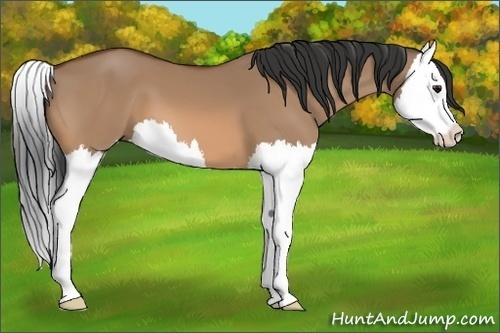 Horse Color:Bay Dun Splash 