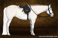 Horse Color:Cremello Roan Splash