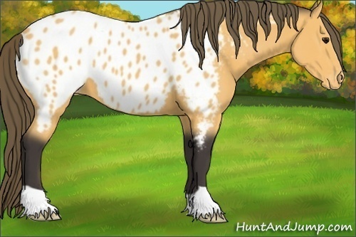 Horse Color:Buckskin Appaloosa 