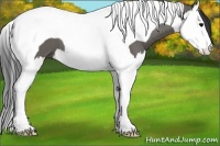 Horse Color:Grullo Splash Tobiano