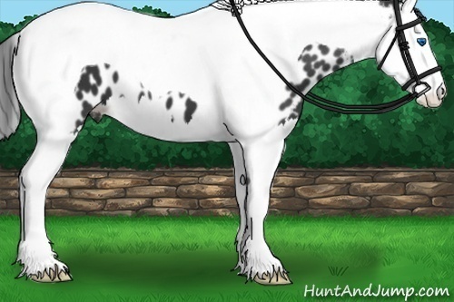 Horse Color:Black Splash Tobiano Appaloosa 