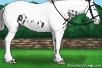 Horse Color:Black Splash Tobiano Near Leopard
