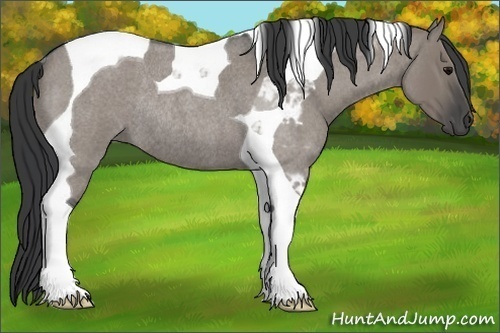 Horse Color:Grullo Roan Tobiano Rabicano 