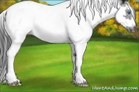 Horse Color:Black Splash Tobiano Frame 