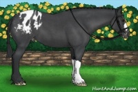 Horse Color:Blue Roan Appaloosa