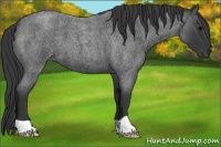 Horse Color:Blue Roan 