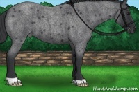 Horse Color:Blue Roan 