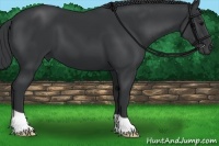 Horse Color:Black 