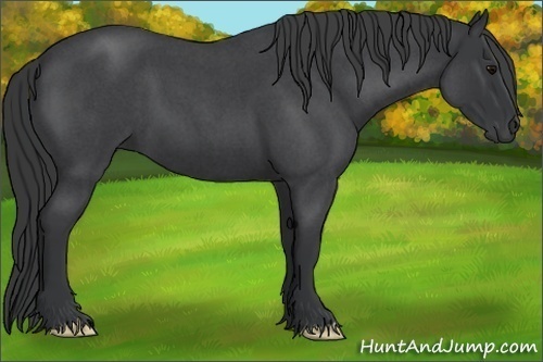 Horse Color:Blue Roan Frame