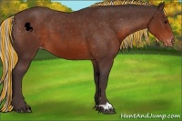 Horse Color:Painted Silver Brown Appaloosa 