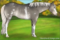 Horse Color:White Spotted Liver Red Dun Mushroom Rabicano
