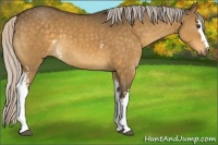 Horse Color:White Spotted Silver Buckskin Dun Sabino 