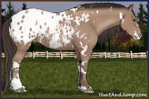 Horse Color:White Spotted Classic Champagne Sabino Blanket