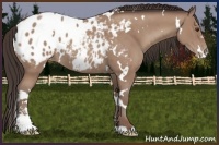 Horse Color:White Spotted Classic Champagne Sabino Blanket
