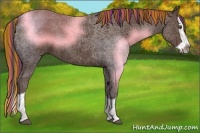 Horse Color:Painted Liver Chestnut Splash Rabicano