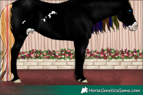 Horse Color:Painted Watercolor White Spotted Red Onyx Ice Sabino Splash Appaloosa 