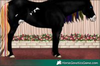 Horse Color:Painted Watercolor White Spotted Red Onyx Ice Sabino Splash Appaloosa 