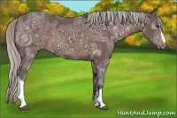 Horse Color:Silver Brown Ice