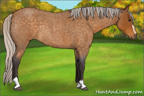 Horse Color:Silver Buckskin Roan Sabino Rabicano