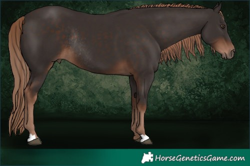 Horse Color:Liver Chestnut Rabicano 