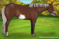 Horse Color:Silver Brown Sabino Frame Rabicano