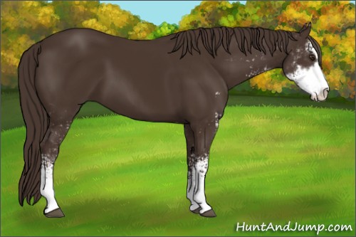 Horse Color:Liver Chestnut Sabino