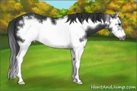 Horse Color:Black Splash Frame Varnish 