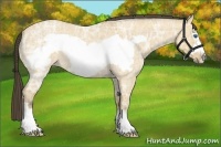Horse Color:Buckskin Ice Roan Dun Frame