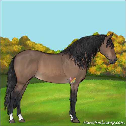 Horse Color:Bay Dun