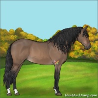 Horse Color:Bay Dun